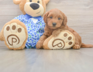 7 week old Mini Goldendoodle Puppy For Sale - Seaside Pups