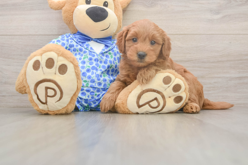 6 week old Mini Goldendoodle Puppy For Sale - Seaside Pups