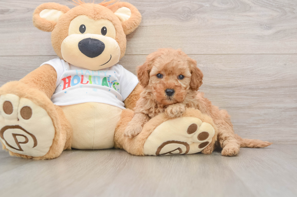 5 week old Mini Goldendoodle Puppy For Sale - Seaside Pups