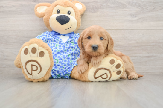 Mini Goldendoodle Pup Being Cute