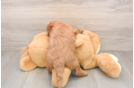 Mini Goldendoodle Puppy for Adoption
