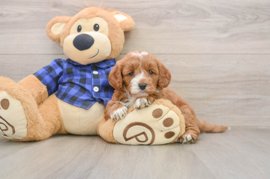 Smart Mini Goldendoodle Poodle Mix Pup