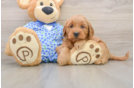 Popular Mini Goldendoodle Poodle Mix Pup