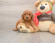 8 week old Mini Goldendoodle Puppy For Sale - Seaside Pups