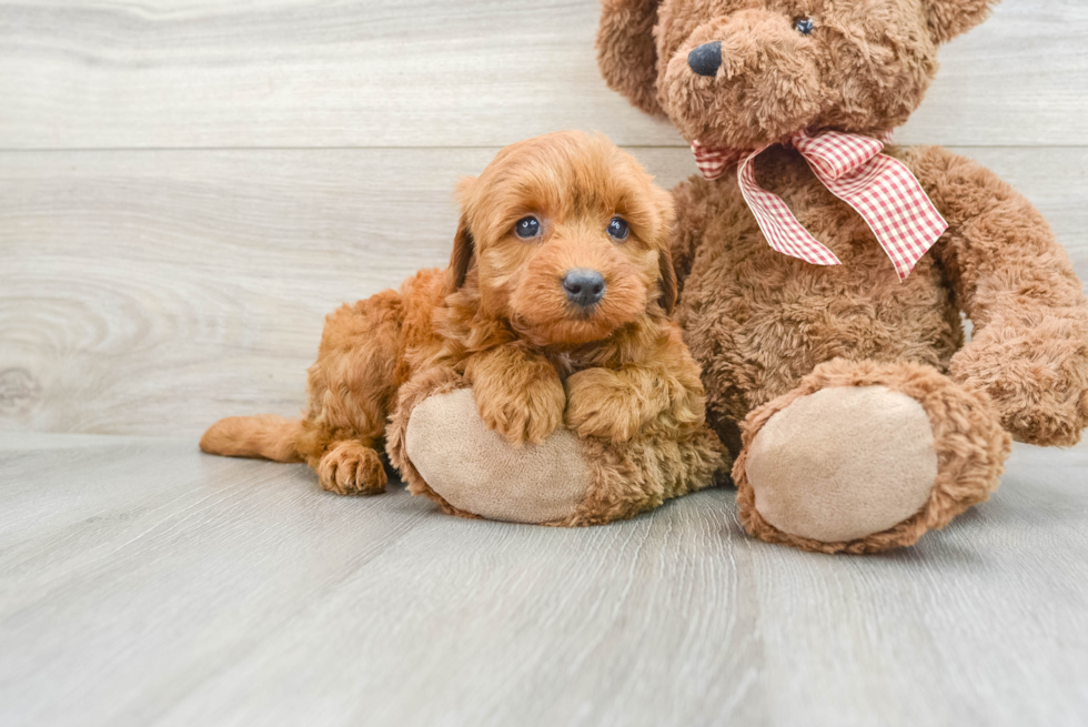 Meet Baron - our Mini Goldendoodle Puppy Photo  2/3 - Seaside Pups Best Mini Goldendoodle Baby