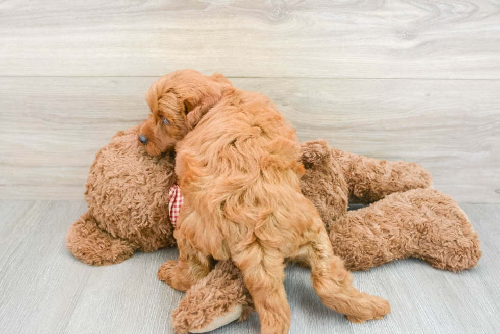 Meet Baron - our Mini Goldendoodle Puppy Photo  3/3 - Seaside Pups Mini Goldendoodle Puppy for Adoption
