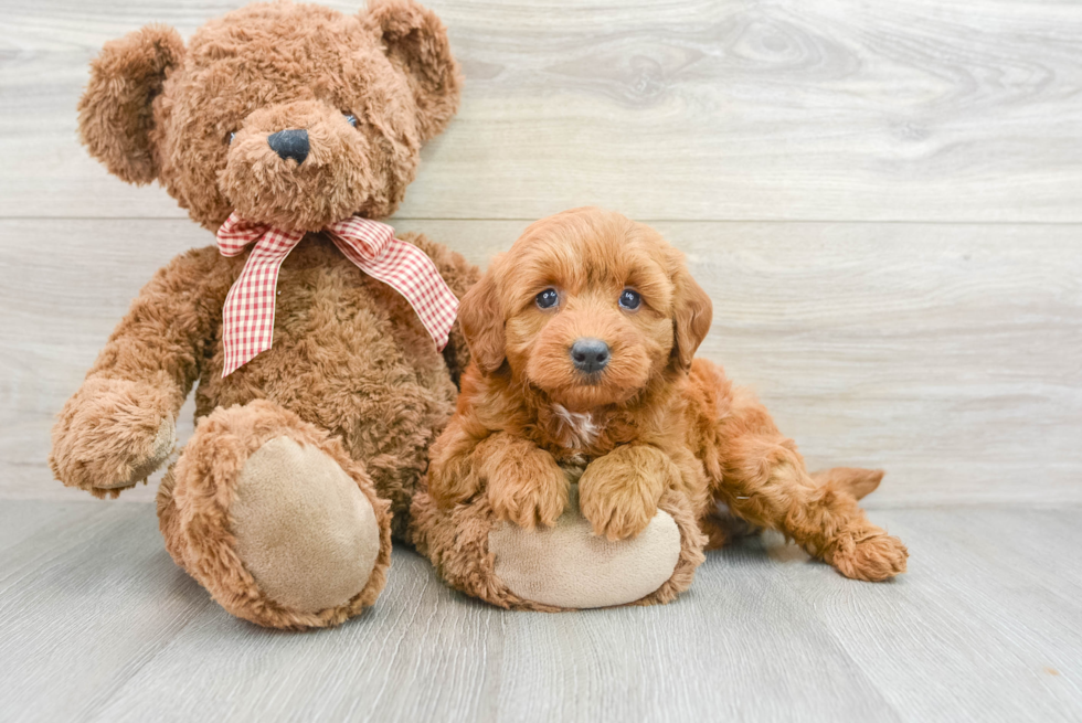 Meet Baron - our Mini Goldendoodle Puppy Photo  1/3 - Seaside Pups Mini Goldendoodle Pup Being Cute