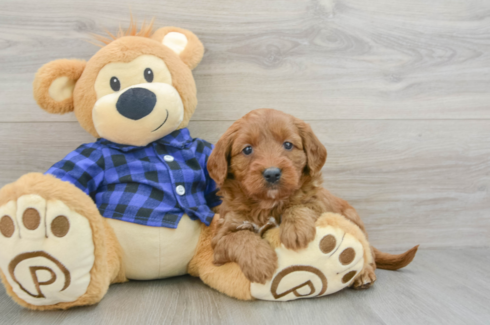 6 week old Mini Goldendoodle Puppy For Sale - Seaside Pups