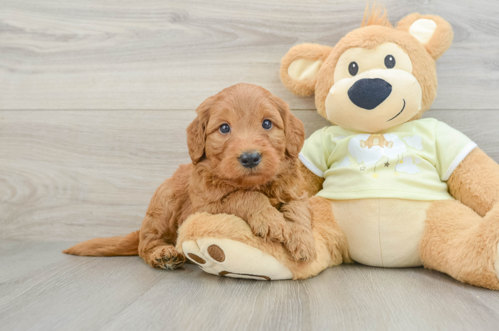 5 week old Mini Goldendoodle Puppy For Sale - Seaside Pups