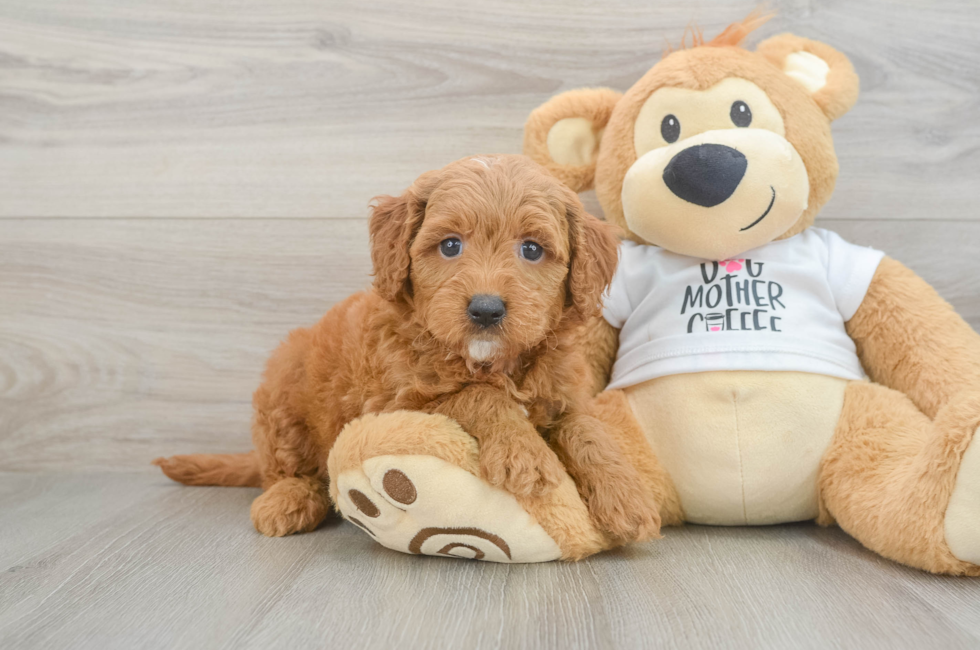 6 week old Mini Goldendoodle Puppy For Sale - Seaside Pups