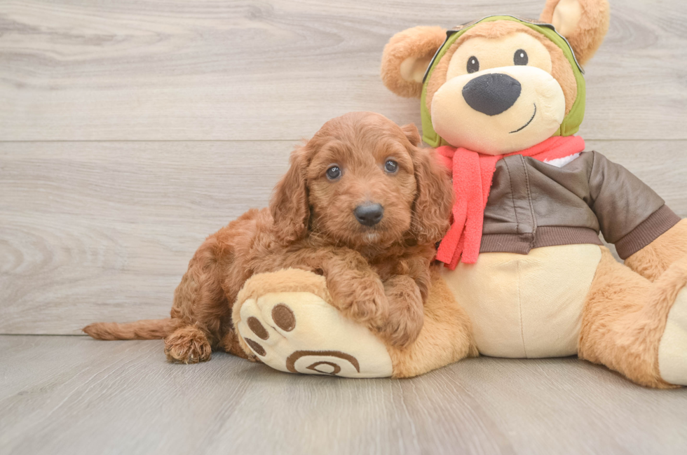 6 week old Mini Goldendoodle Puppy For Sale - Seaside Pups