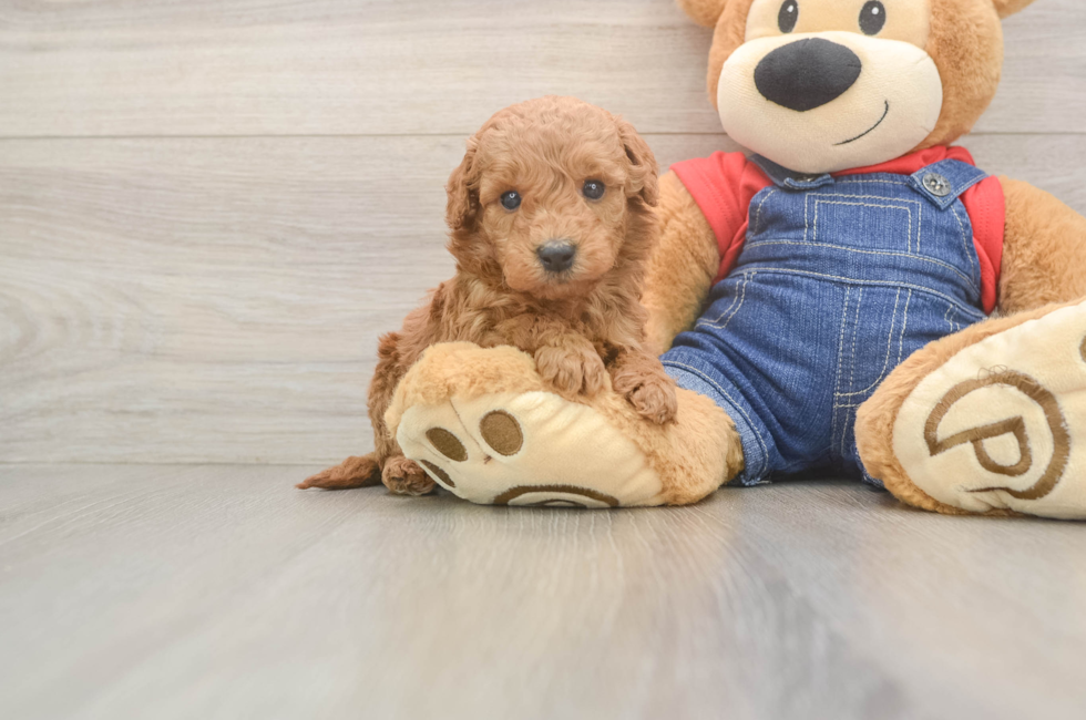 6 week old Mini Goldendoodle Puppy For Sale - Seaside Pups