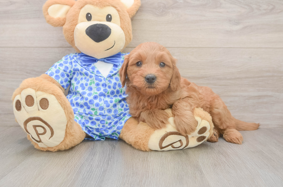 6 week old Mini Goldendoodle Puppy For Sale - Seaside Pups