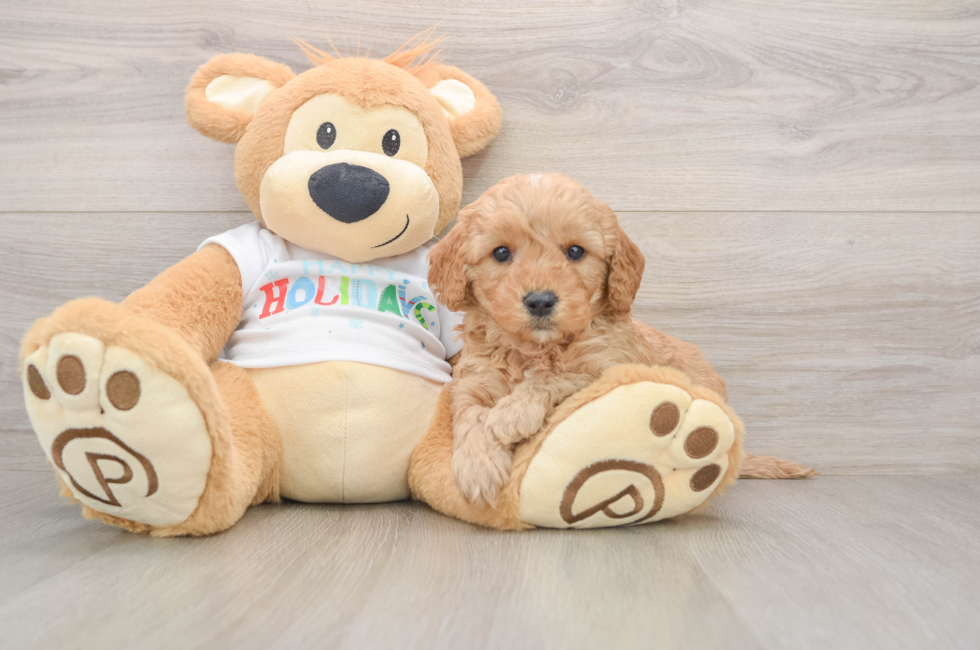 5 week old Mini Goldendoodle Puppy For Sale - Seaside Pups