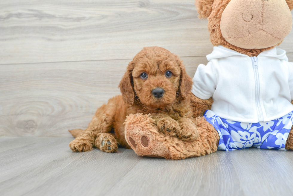 golden retriever poodle mix puppy