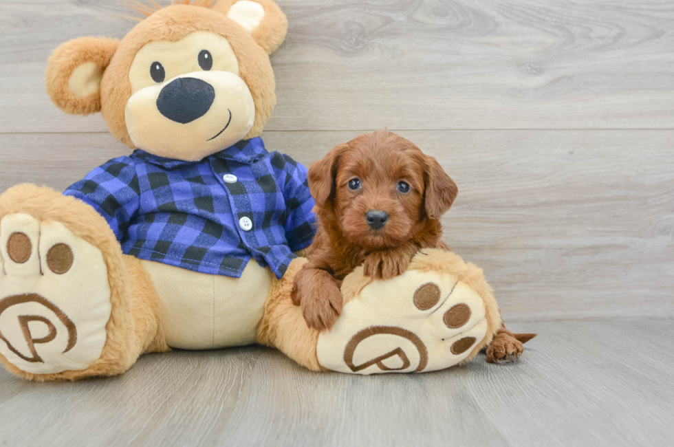 6 week old Mini Goldendoodle Puppy For Sale - Seaside Pups