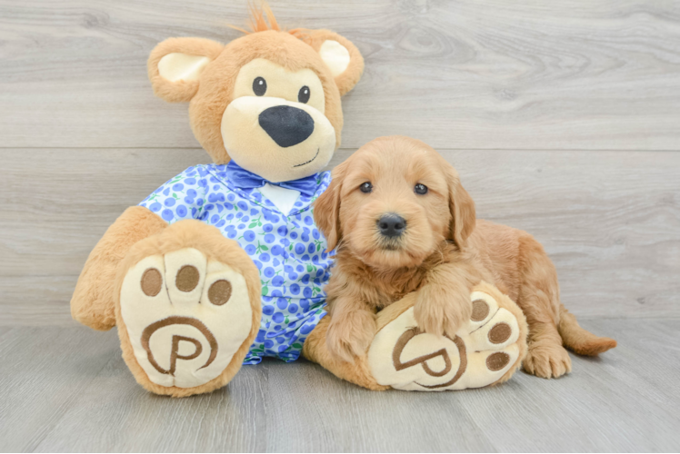 Funny Mini Goldendoodle Poodle Mix Pup