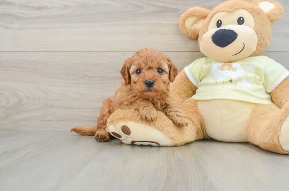 5 week old Mini Goldendoodle Puppy For Sale - Seaside Pups
