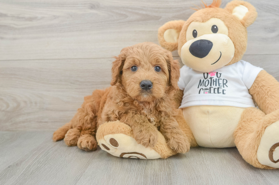 6 week old Mini Goldendoodle Puppy For Sale - Seaside Pups