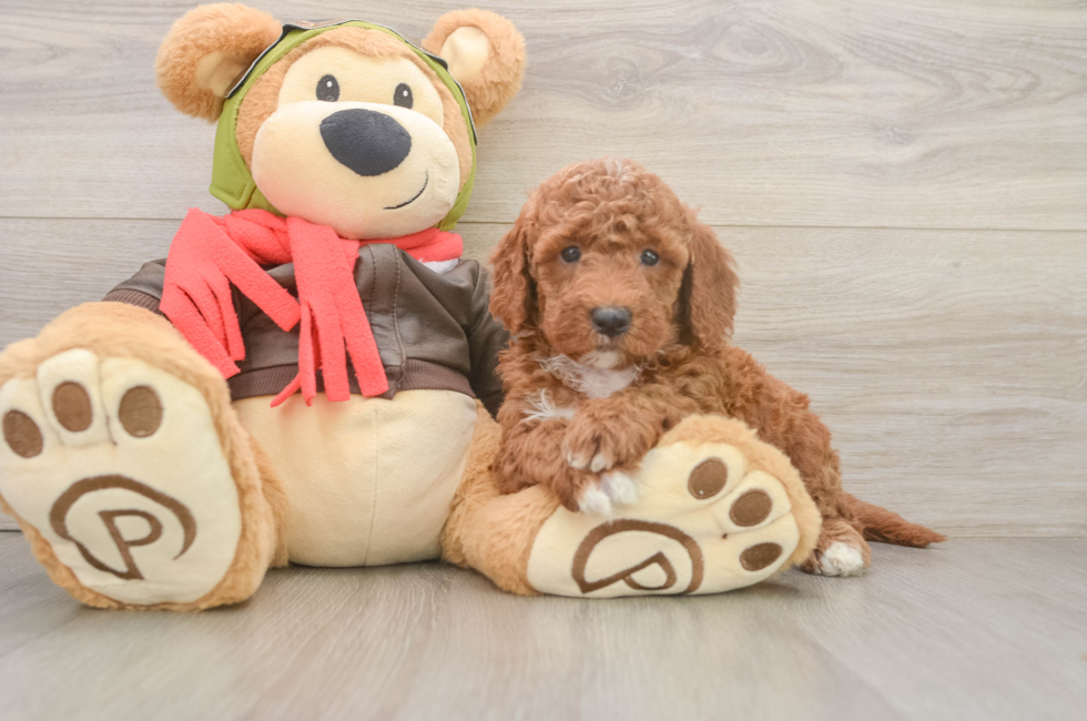 6 week old Mini Goldendoodle Puppy For Sale - Seaside Pups