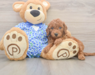 7 week old Mini Goldendoodle Puppy For Sale - Seaside Pups