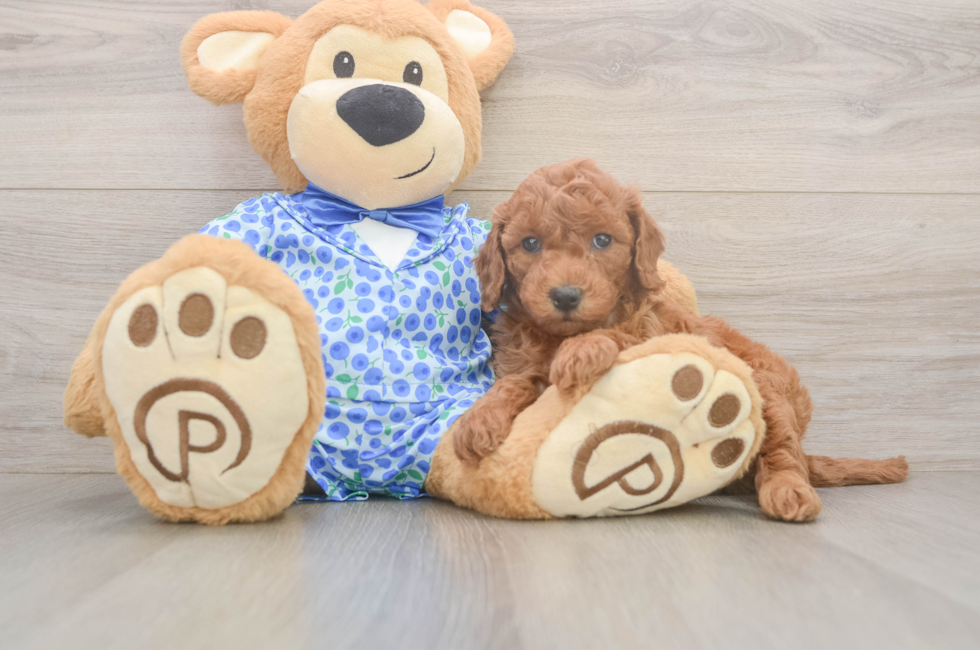 6 week old Mini Goldendoodle Puppy For Sale - Seaside Pups