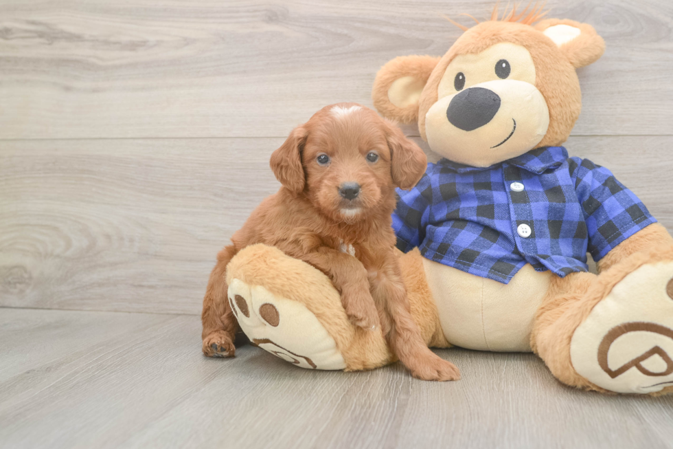 Meet Barrett - our Mini Goldendoodle Puppy Photo  2/3 - Seaside Pups Little Mini Goldenpoo Poodle Mix Puppy