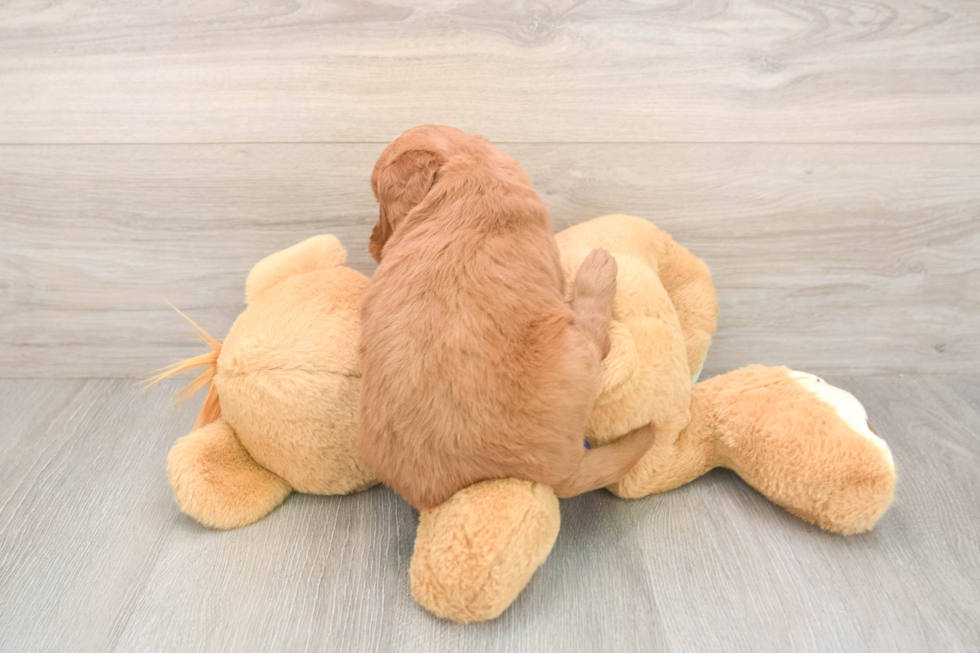 Meet Barrett - our Mini Goldendoodle Puppy Photo  3/3 - Seaside Pups Smart Mini Goldendoodle Poodle Mix Pup