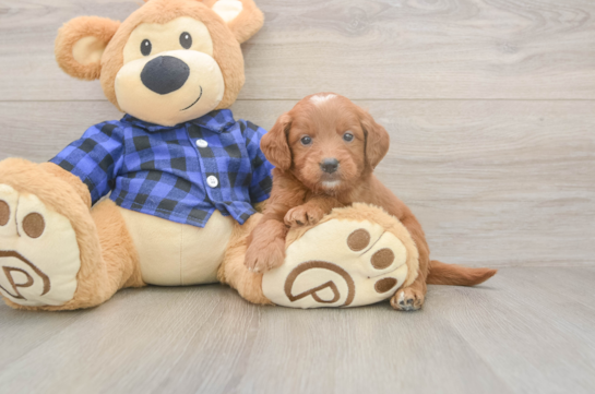 5 week old Mini Goldendoodle Puppy For Sale - Seaside Pups Mini Goldendoodle Puppy for Adoption