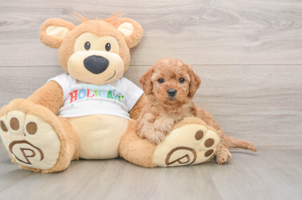 5 week old Mini Goldendoodle Puppy For Sale - Seaside Pups