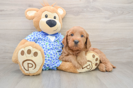 Small Mini Goldendoodle Baby