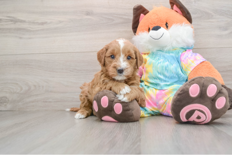 Energetic Golden Doodle Poodle Mix Puppy