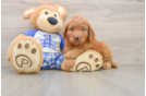 Mini Goldendoodle Pup Being Cute