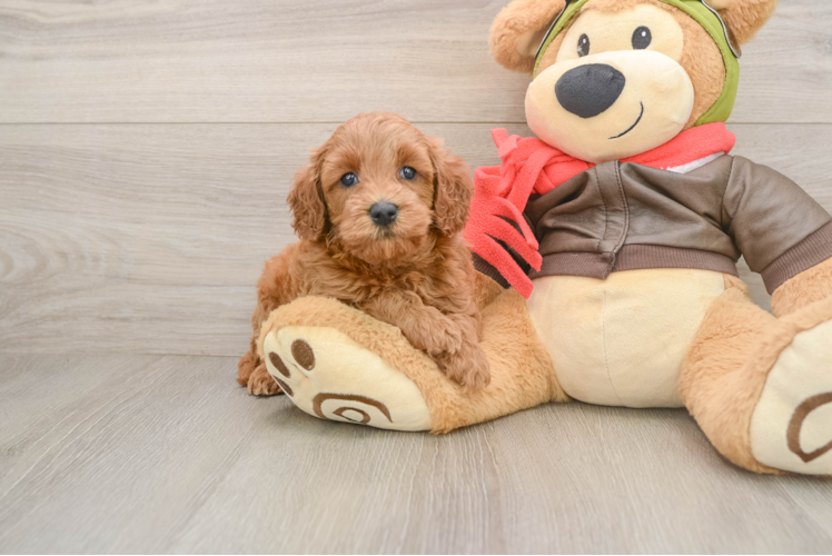 Happy Mini Goldendoodle Baby