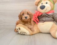 7 week old Mini Goldendoodle Puppy For Sale - Seaside Pups
