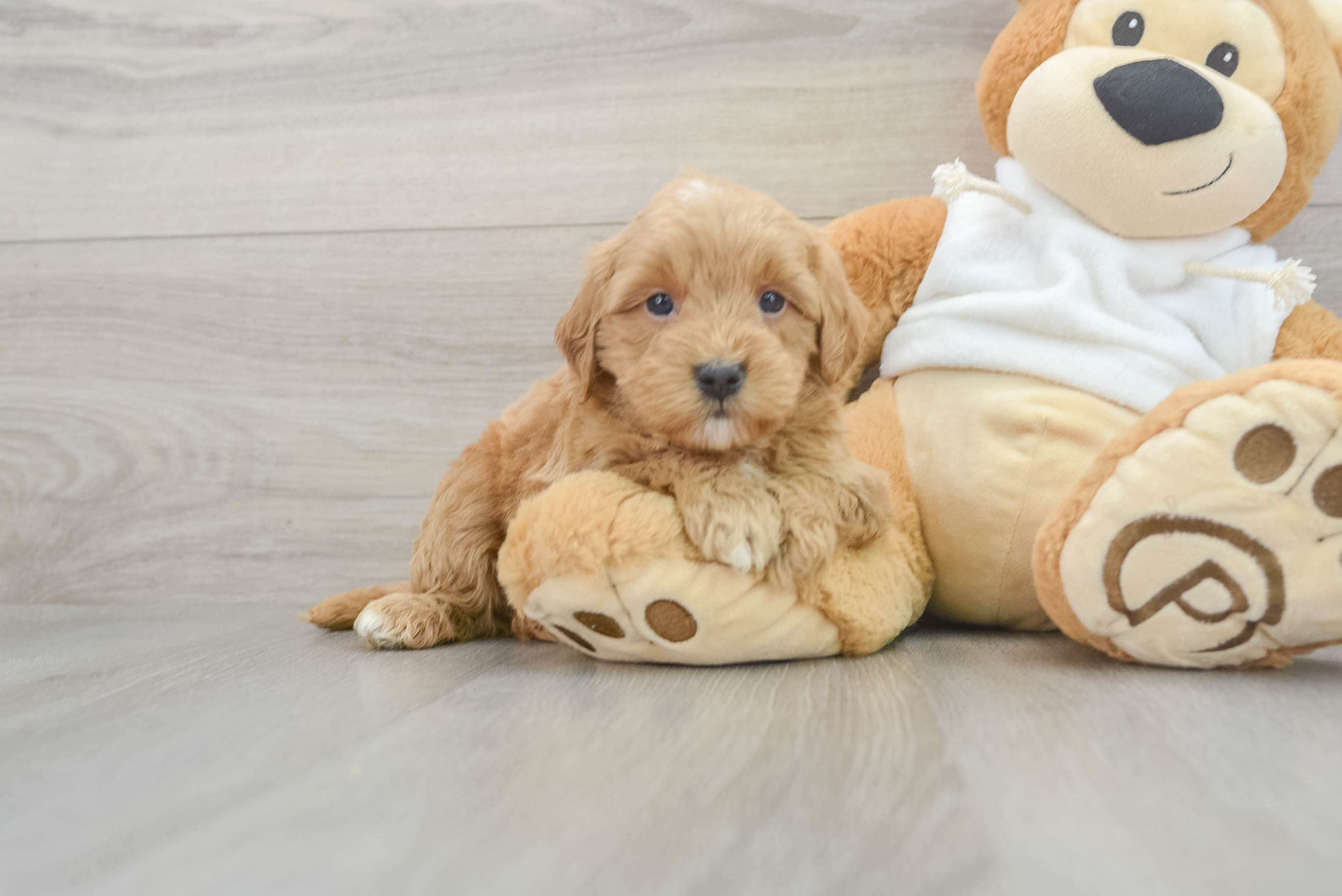 Smart Mini Goldendoodle Poodle Mix Pup