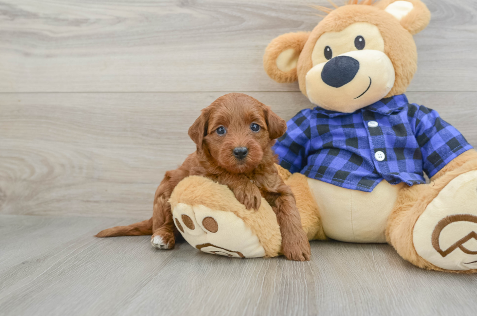 6 week old Mini Goldendoodle Puppy For Sale - Seaside Pups