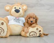 9 week old Mini Goldendoodle Puppy For Sale - Seaside Pups