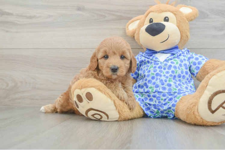Funny Mini Goldendoodle Poodle Mix Pup