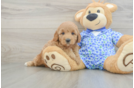 Funny Mini Goldendoodle Poodle Mix Pup
