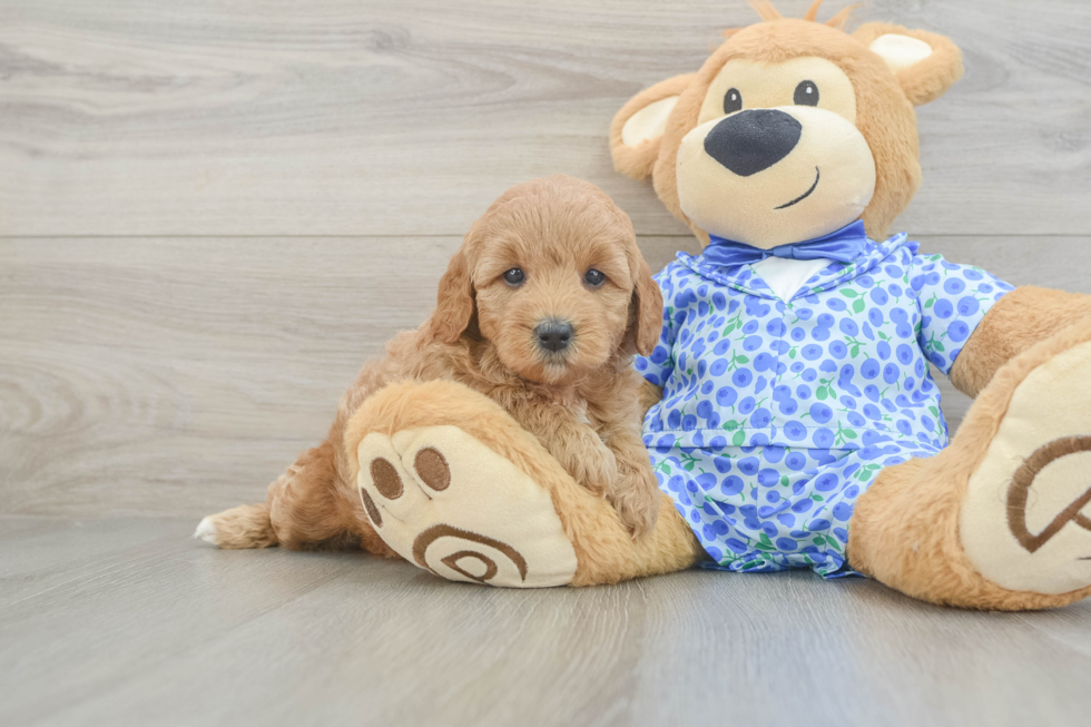 Funny Mini Goldendoodle Poodle Mix Pup
