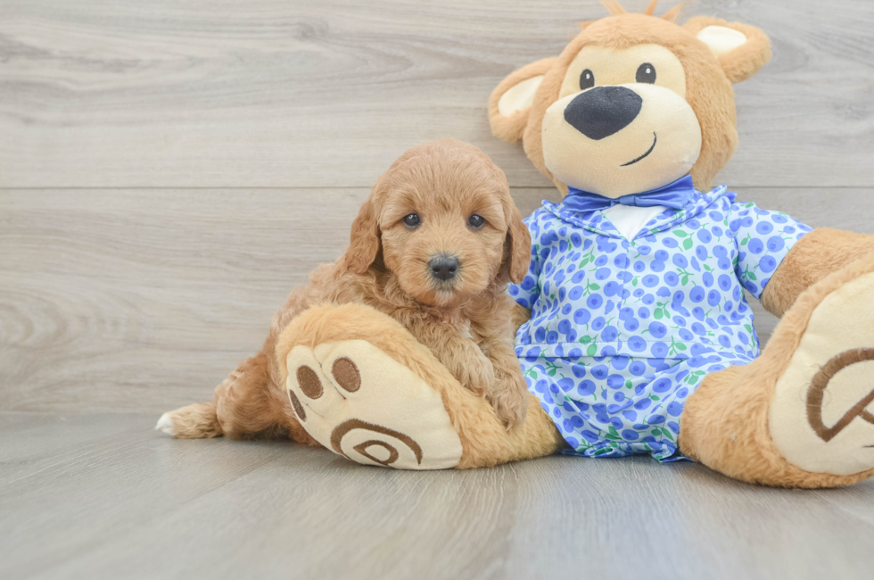 5 week old Mini Goldendoodle Puppy For Sale - Seaside Pups