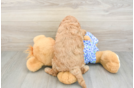 Best Mini Goldendoodle Baby