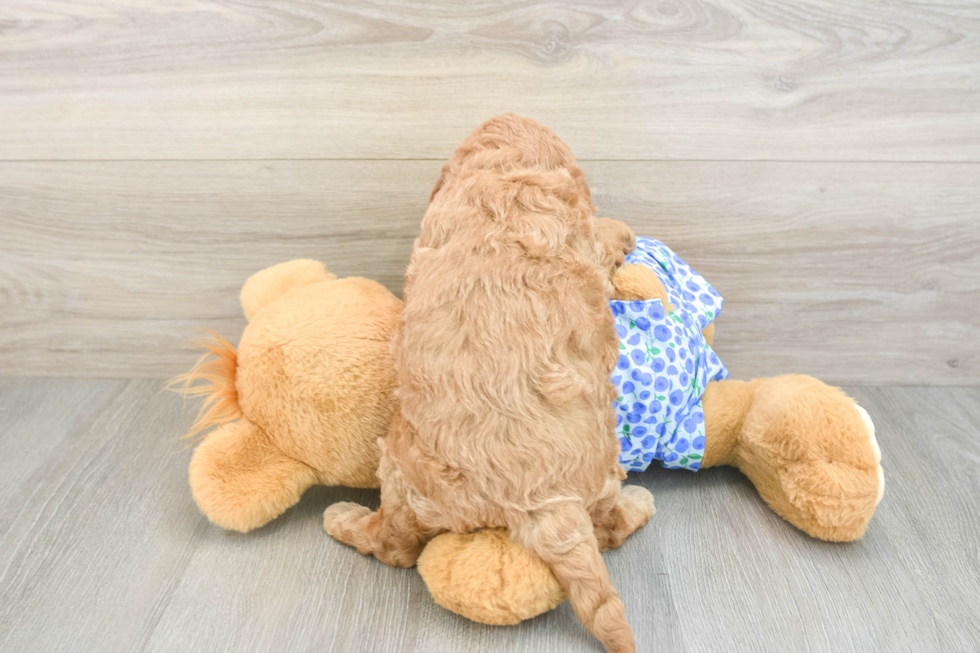 Best Mini Goldendoodle Baby