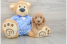 Popular Mini Goldendoodle Poodle Mix Pup