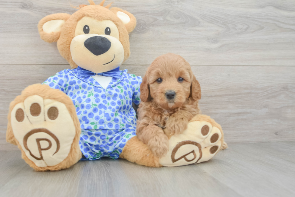 Popular Mini Goldendoodle Poodle Mix Pup