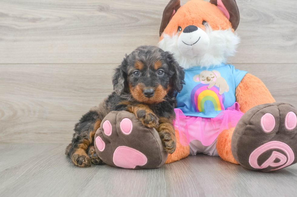 6 week old Mini Goldendoodle Puppy For Sale - Seaside Pups