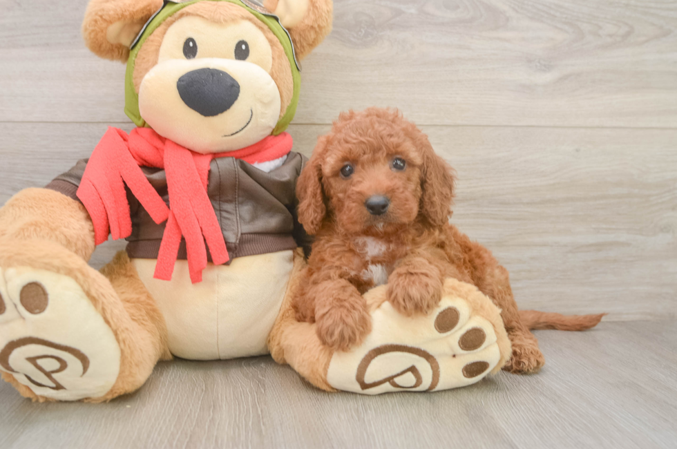 6 week old Mini Goldendoodle Puppy For Sale - Seaside Pups