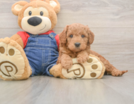 5 week old Mini Goldendoodle Puppy For Sale - Seaside Pups