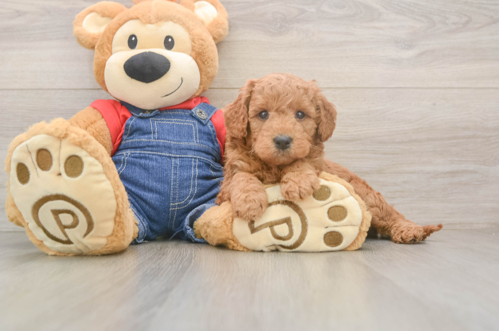 5 week old Mini Goldendoodle Puppy For Sale - Seaside Pups